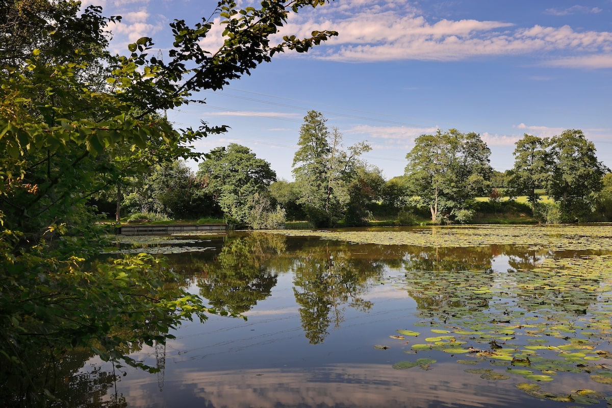 Lake and trees